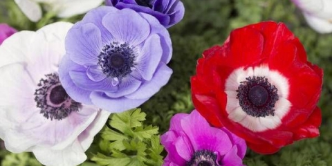 Kako posaditi gomolje anemone